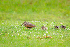 Small image of A female American woodcock and her young forage in a lively field.