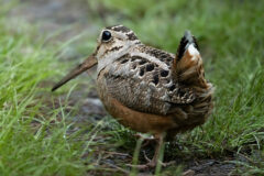 Small image of An American woodcock forages in moist soil.
