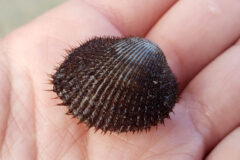 Small image of A small blood ark shell covered with thick, dark brown spikes.