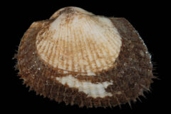 Small image of A close-up view of a transverse ark shows its ribbed shells.
