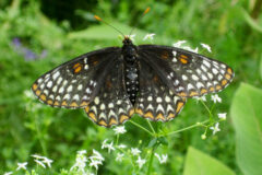 Small image of A Baltimore checkerspot butterfly perches on a flower, its black, white and orange wings held open.