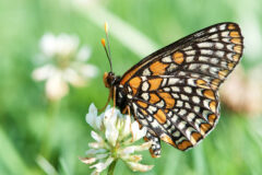 Small image of A Baltimore checkerspot butterfly perches on a flower, its black, white and orange wings closed vertically above its back.