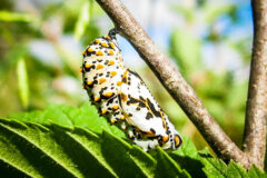 Small image of The white chrysalis of a Baltimore checkerspot butterfly hangs from a thin branch.