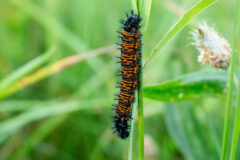 Small image of A Baltimore checkerspot caterpillar clings to a tall blade of grass.