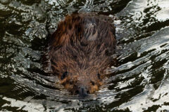 Small image of A beaver swims through a river, keeping its ears and nose just above the water's surface.
