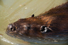 Small image of A beaver swims through a river, keeping its ears and nose just above the water's surface.