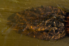 Small image of The large, paddle-shaped tail of a beaver is seen just below the water's surface.