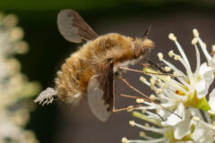 Small image of A bee fly perches on a flower, its long legs resting delicately on the flower's petals and its slender proboscis sipping nectar.