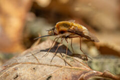 Small image of A bee fly perches on a decaying leaf, its long, slender proboscis pointing straight out from its mouth.