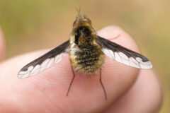 Small image of A bee fly rests on the tip of someone's finger, its single pair of wings outstretched from its round, fuzzy body.