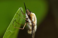 Small image of A bee fly perches on the underside of a green leaf.