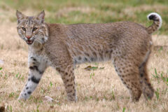 Small image of A bobcat stands in a grassy field, its spots clearly visible on its legs, stomach and tail, and its mouth open to reveal a pink tongue and sharp teeth.