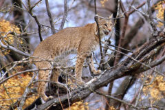 Small image of A bobcat stands on the branch of a tree, its spots clearly visible on its legs and stomach, and its mouth open to reveal a pink tongue and sharp teeth.