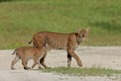 Small image of A bobcat kitten walks alongside an adult.