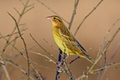 Small image of A yellowish-brown female bobolink is perched on thin branches.
