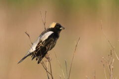Small image of A mostly black bobolink is perched on a tall branch.