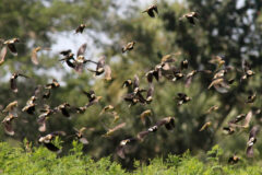 Small image of A flock of bobolinks flies together.