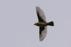 Small image of A bobolink glides through the sky, displaying its dramatic dark plumage.