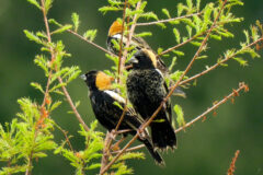 Small image of Three bobolinks are perched on plant branches to forage for food.