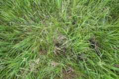 Small image of A small, shallow nest is seen hidden in a tall, grassy area.