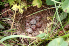 Small image of Six speckled bobolink eggs are seen in a nest.