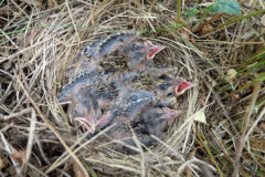 Small image of Bobolink hatchlings are seen in a nest with their beaks open.
