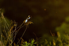 Small image of A single male bobolink with dark plumage is perched on a thin branch.