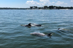 Small image of The fins of four bottlenose dolphins break the surface of the Rappahannock River near a community beach and several waterfront homes.