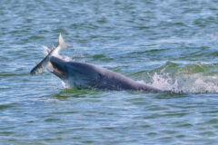 Small image of A bottlenose dolphin breaks the surface of the water, grasping a large fish in its short, beak-like snout.