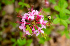 Small image of A bumblebee hovers near a flower to collect nectar.