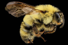 Small image of A close-up view of a bumble bee specimen shows its large, dark eyes, yellow and black body, and semi-translucent wings.