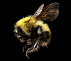 Small image of A close-up view of a bumble bee specimen shows its large, dark eyes, yellow and black body, and semi-translucent wings.