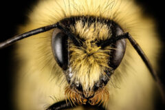 Small image of A close-up view of the face of a bumble bee specimen shows its large, dark eyes and two antennae.