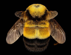 Small image of Seen from above, a close-up view of a rusty patched bumble bee specimen shows most of its abdomen is black, with a mix of yellow and black hairs near the base of its wings.