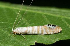 Small image of A caddisfly perches on a green leaf, its tan and white wings closed behind its back and its long, slender antennae stretching up toward the sky.