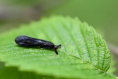 Small image of A caddisfly perches on a green leaf, its black wings closed behind its back and its long, slender antennae outstretched in front of its body.