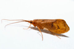 Small image of A caddisfly perches on white fabric, its brown wings closed behind its back and its long, slender antennae outstretched in front of its body.