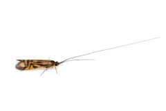 Small image of A caddisfly perches on white fabric, its black and tan wings closed behind its back and its long, slender antennae outstretched in front of its body.