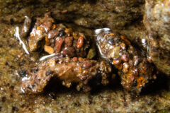 Small image of Three caddisfly larvae huddle together in a shallow pool of water, their bodies wrapped in a layer of mud and small rocks.