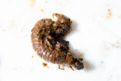 Small image of A caddisfly larvae sits on a white table, its body covered in mud.