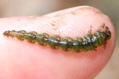 Small image of A caddisfly larvae uses its six forelegs to cling to the tip of someone's finger, its long, cylindrical body curving away from its head.
