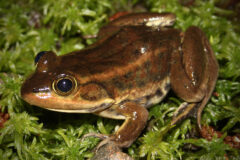 Small image of A close up of a brown carpenter frog.