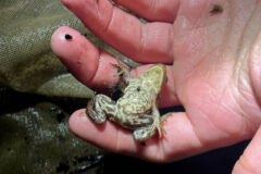 Small image of The underside of a carpenter frog is shown as the frog rests on a human hand.