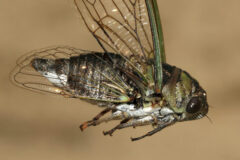 Small image of A cicada flies through the air, its front pair of translucent wings extended upwards, its rear pair of translucent wings extended backwards and its three pairs of legs hanging down from its body.