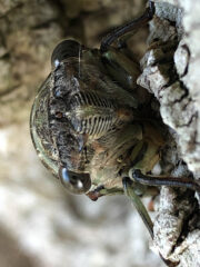 Small image of A close-up view of a cicada's face shows the needle-like stylets of its beak.
