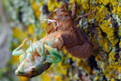 Small image of A cicada breaks out of its exoskeleton, which remains attached to the trunk of a tree.
