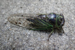 Small image of A cicada stands on a paved surface.
