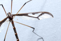 Small image of A crane fly against a white background.