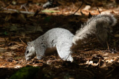 Small image of A Delmarva fox squirrel forages among pine needles on the forest floor.