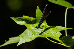 Small image of An iridescent ebony jewelwing dragonfly perches on a maple leaf, its wings standing straight up in the air.